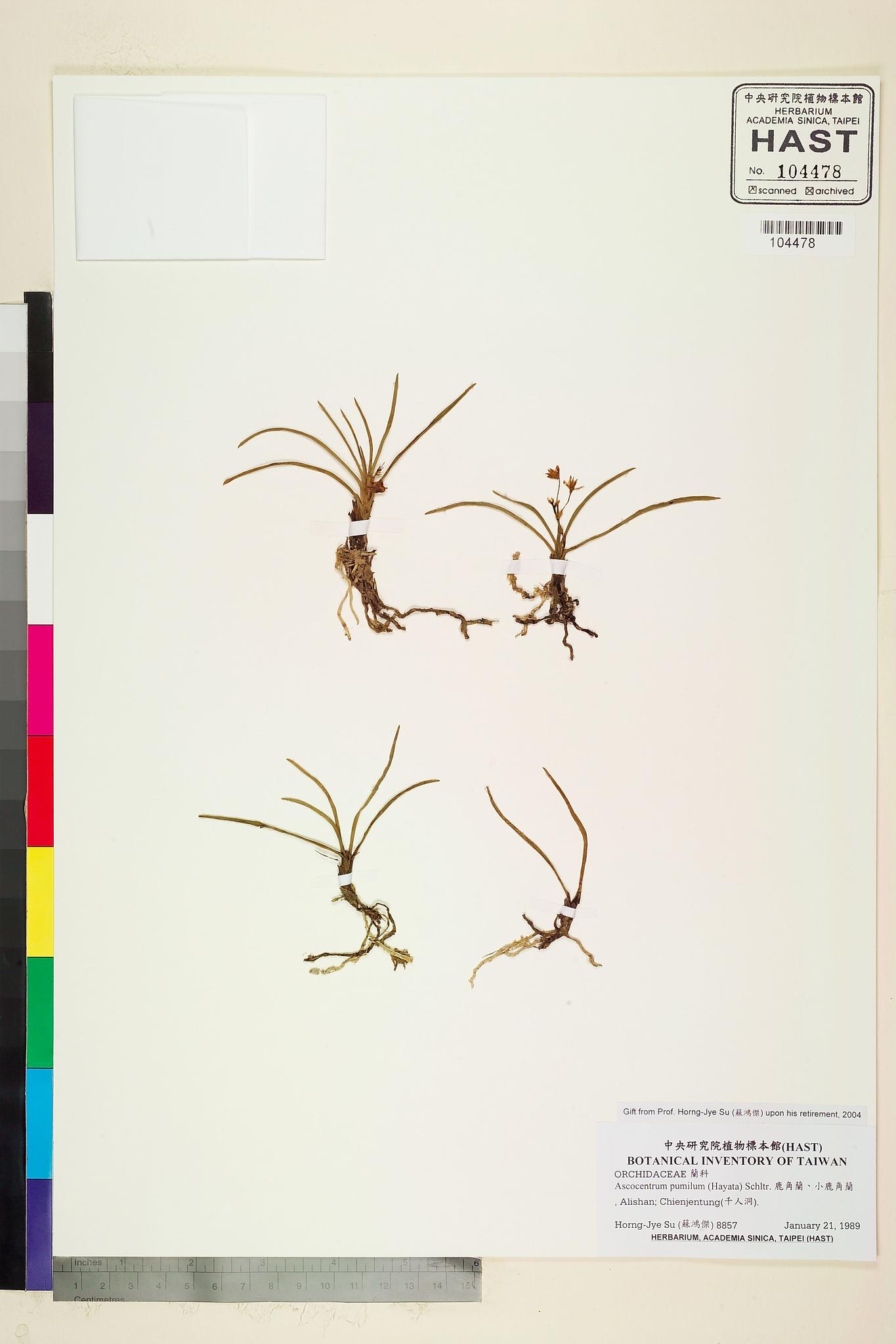 Sample image for viewer