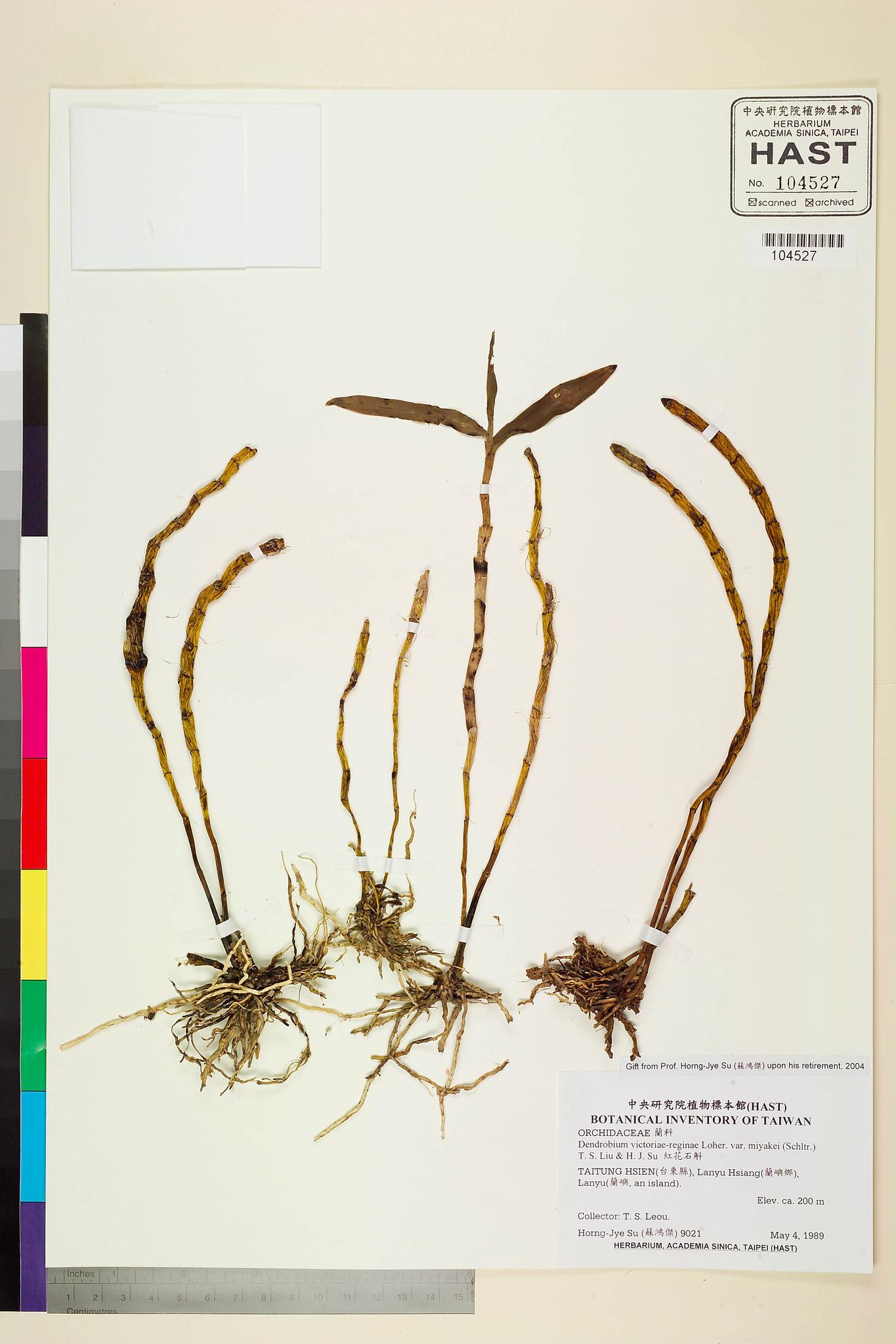 Sample image for viewer