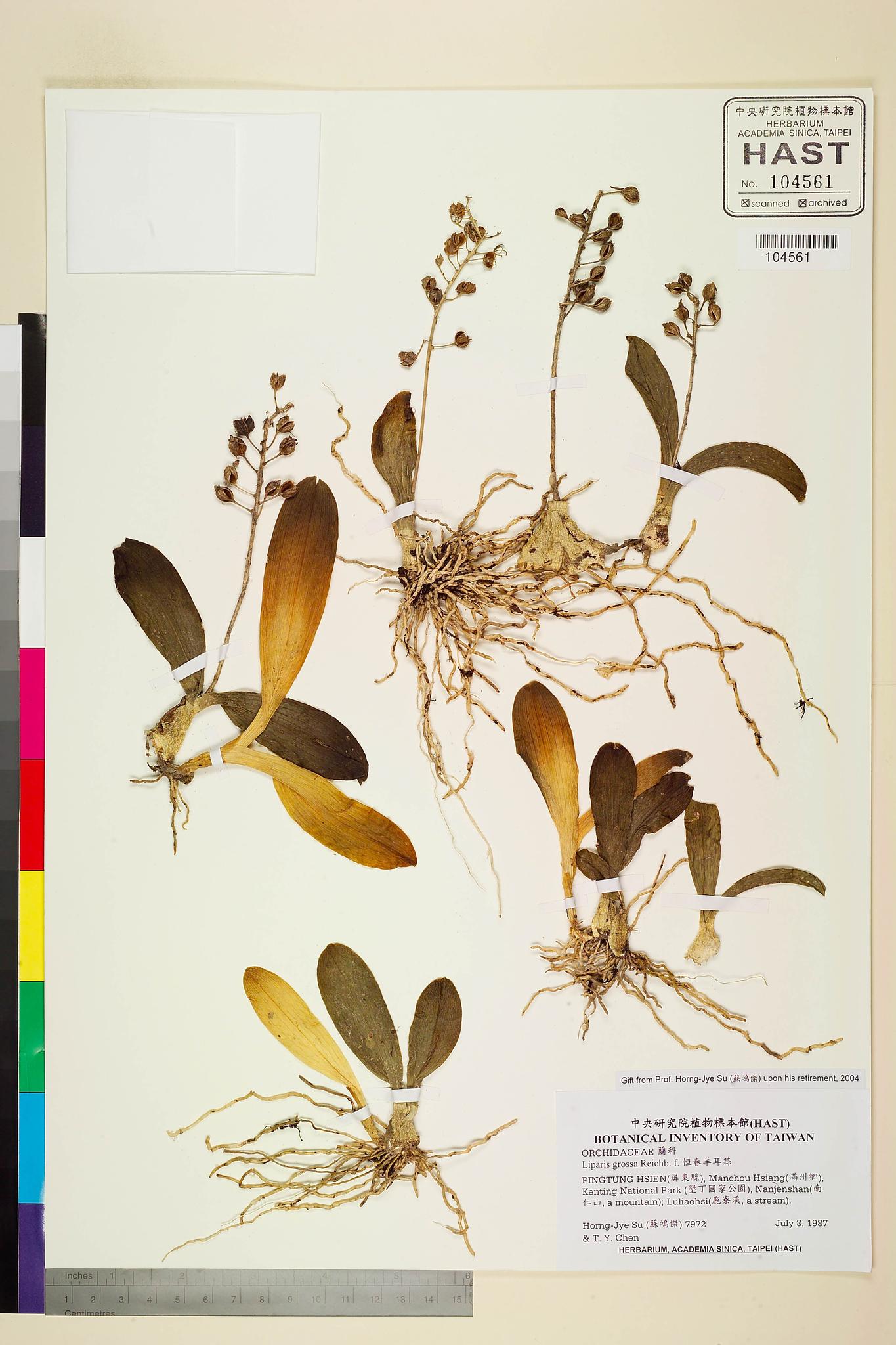 Sample image for viewer