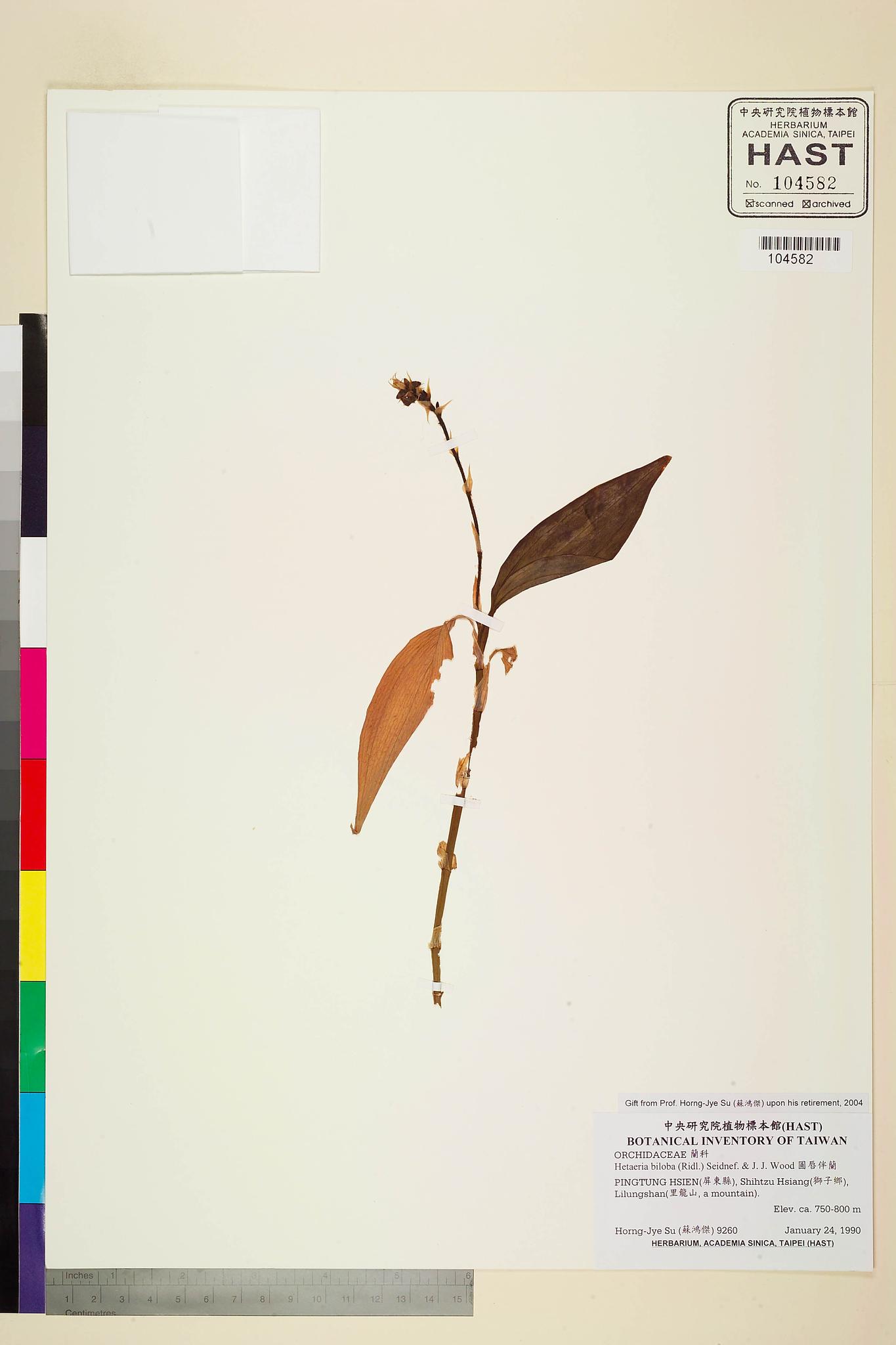 Sample image for viewer