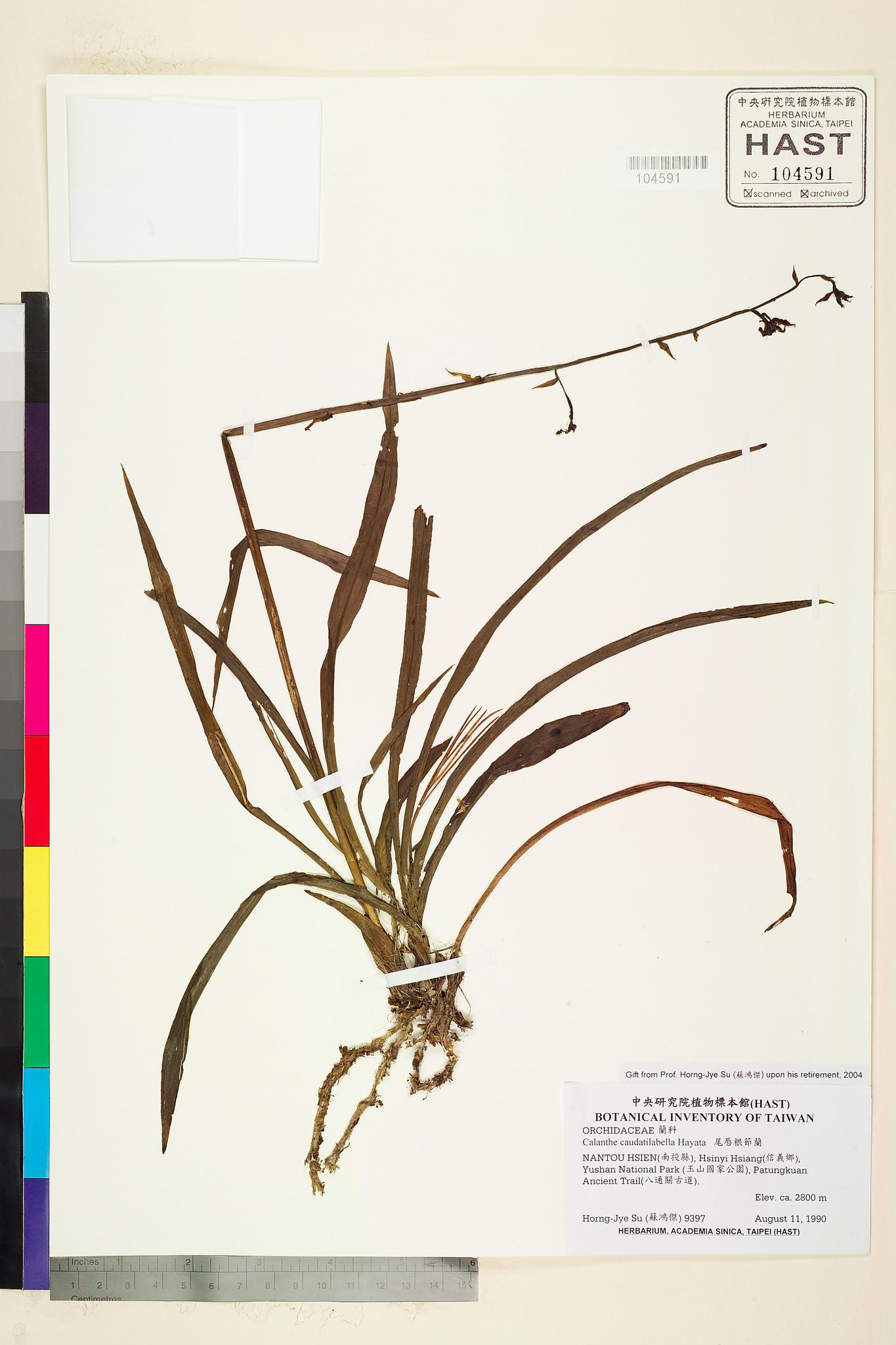 Sample image for viewer