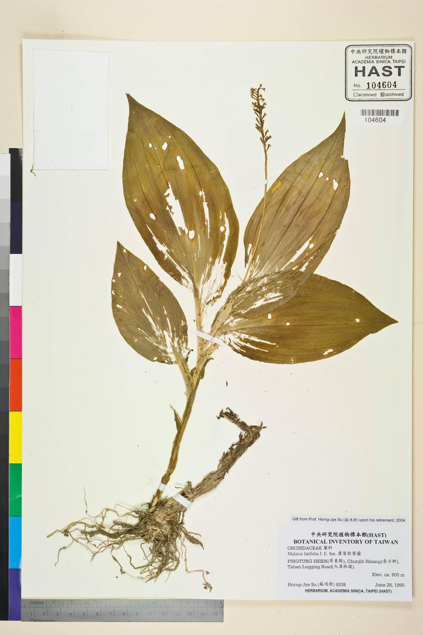 Sample image for viewer