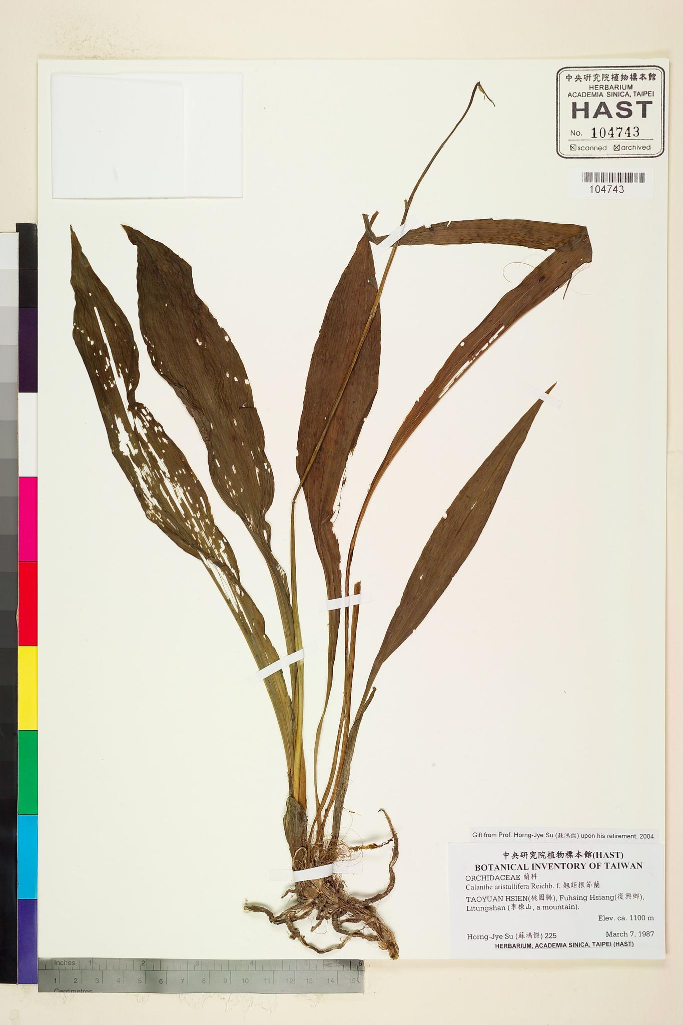 Sample image for viewer