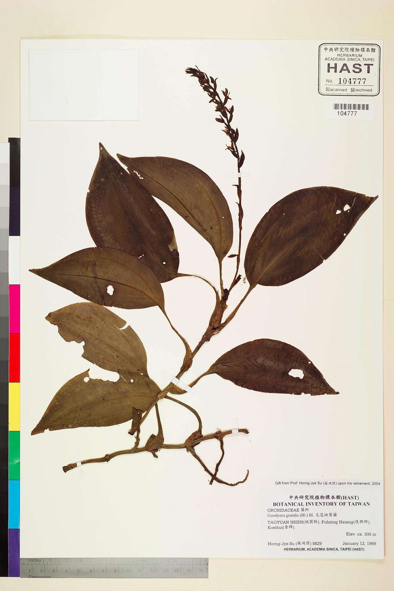 Sample image for viewer