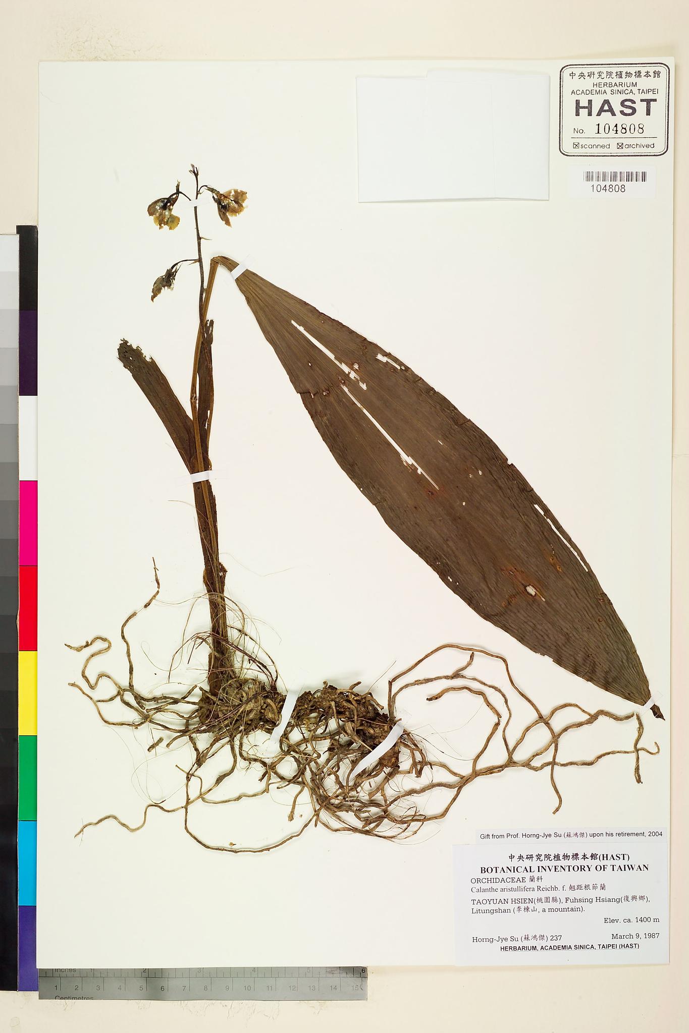 Sample image for viewer