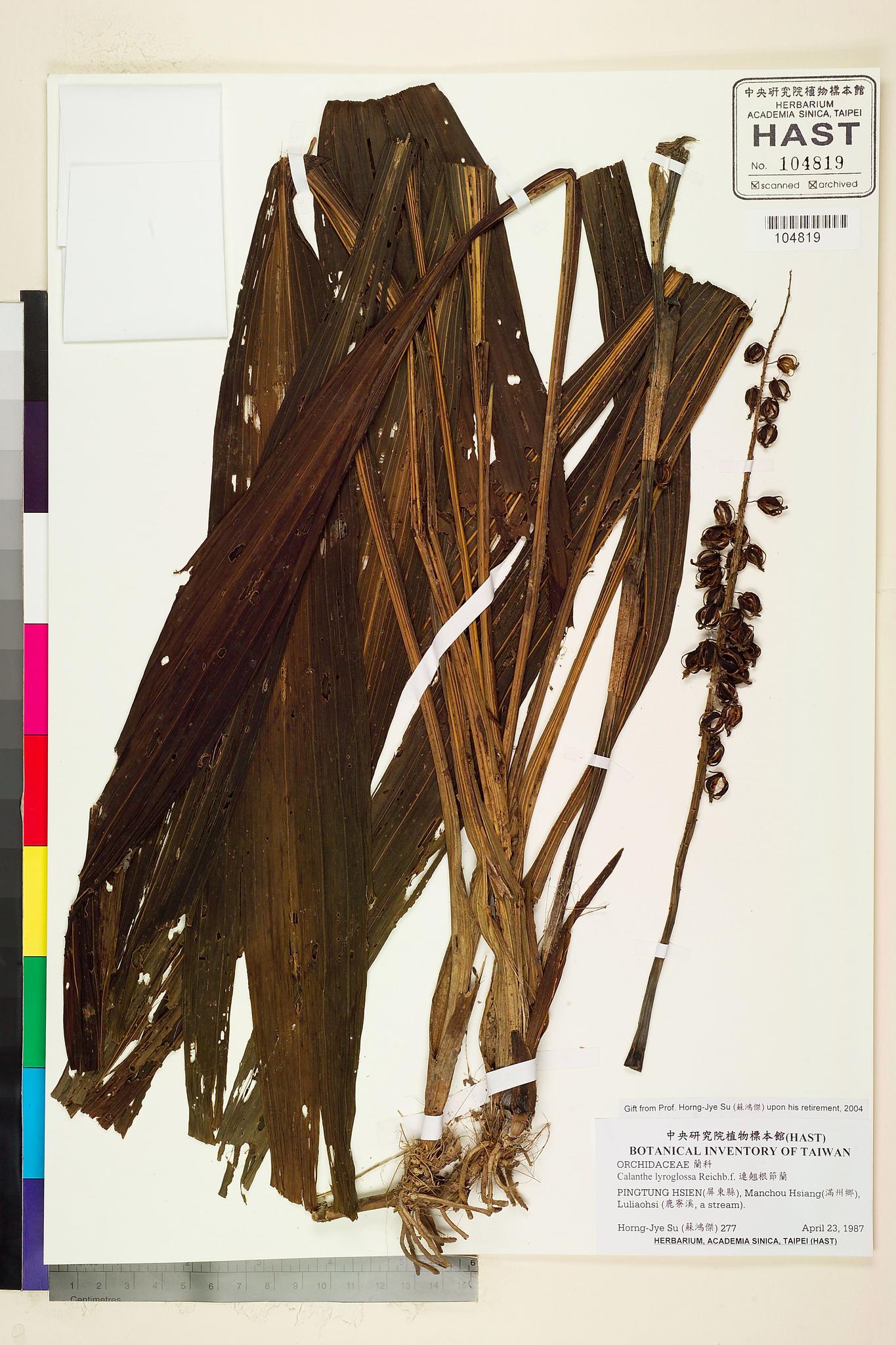 Sample image for viewer