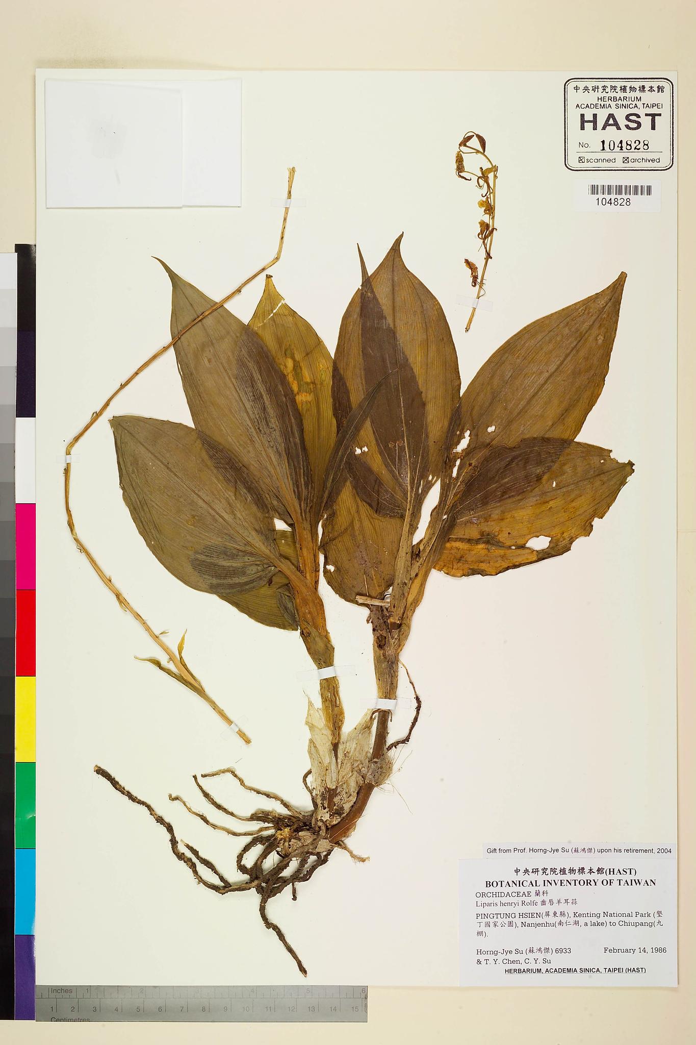 Sample image for viewer