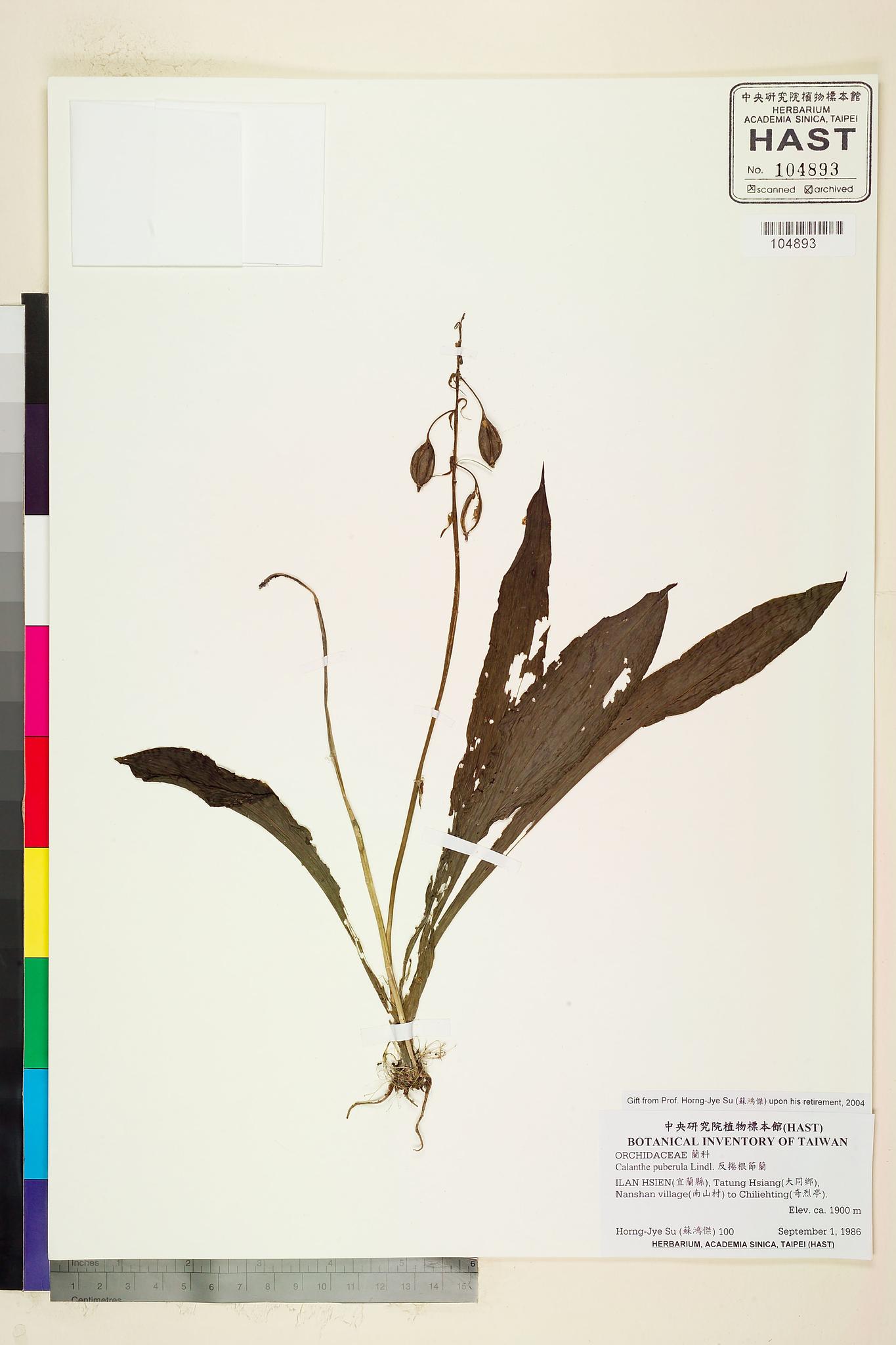 Sample image for viewer