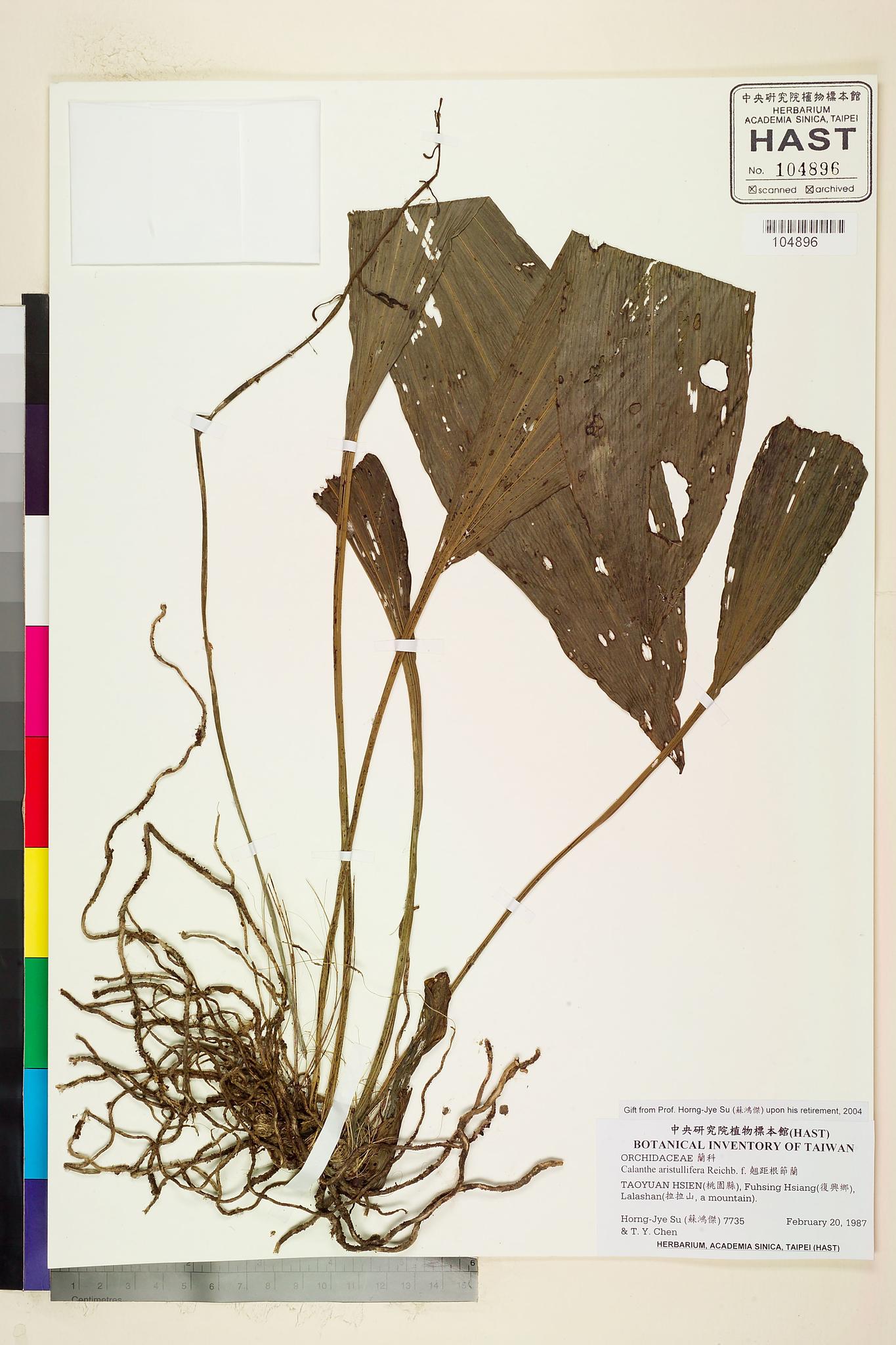 Sample image for viewer