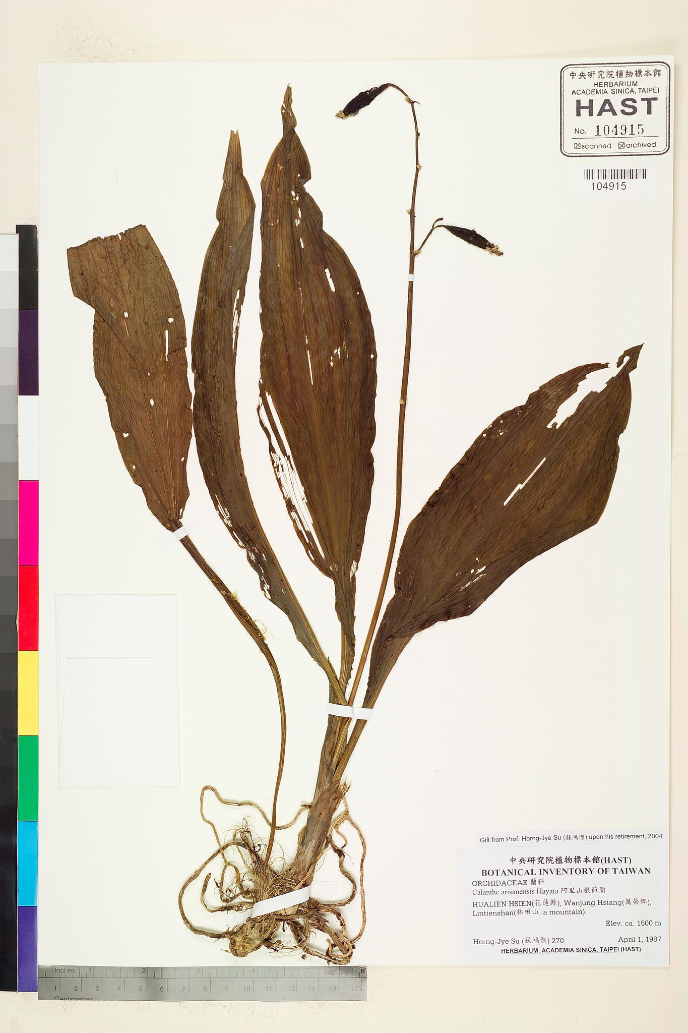 Sample image for viewer