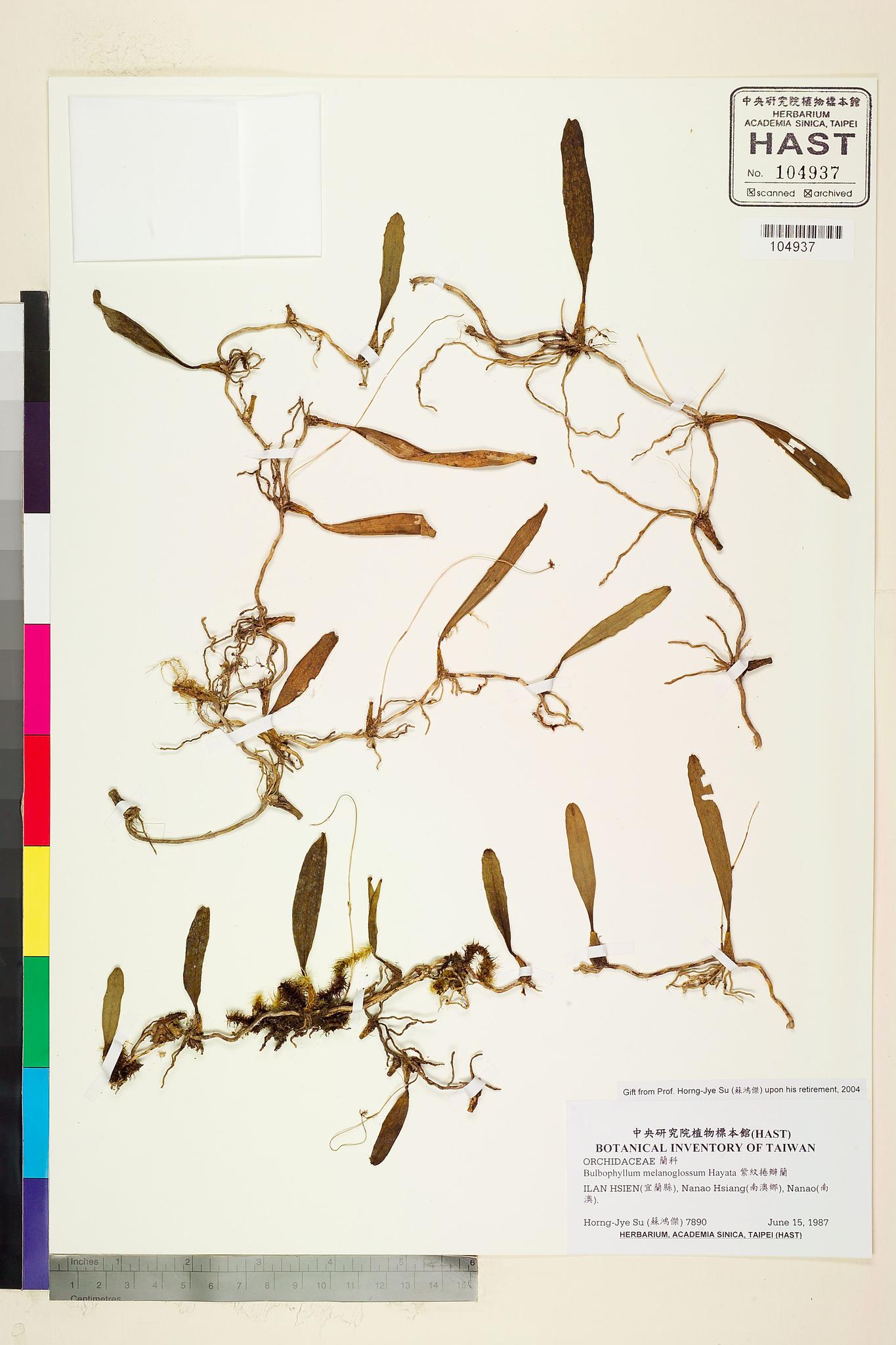 Sample image for viewer