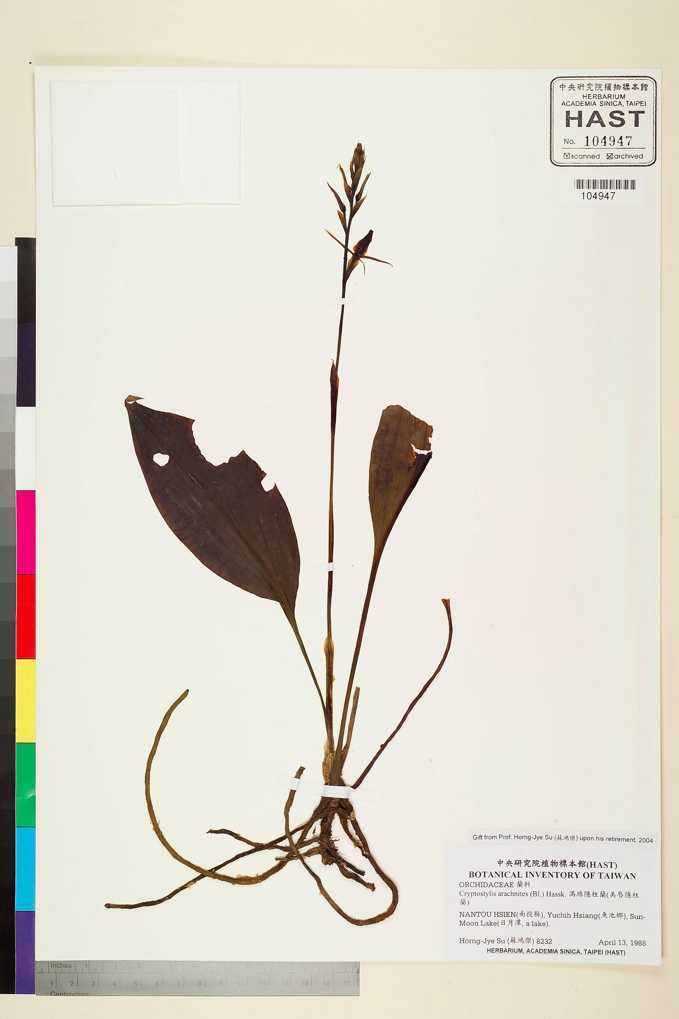 Sample image for viewer