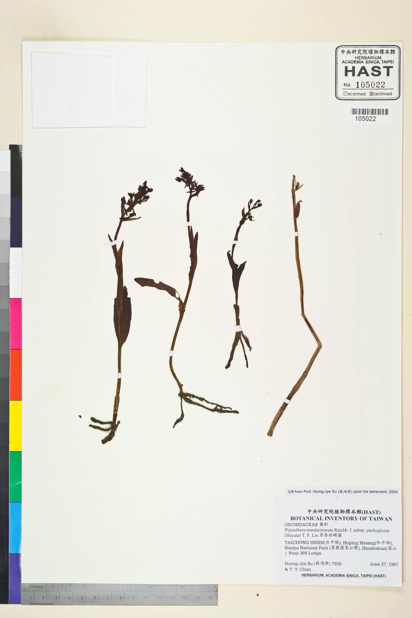 Sample image for viewer