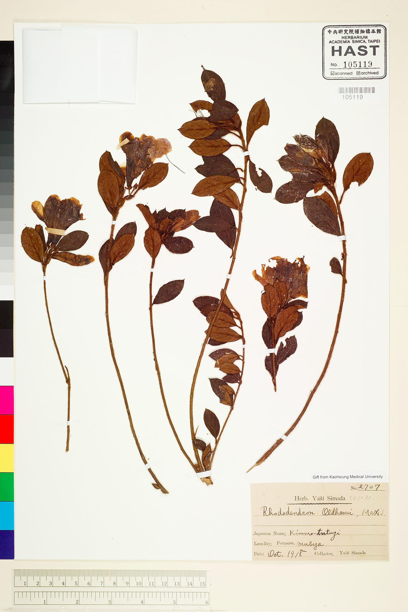 Sample image for viewer