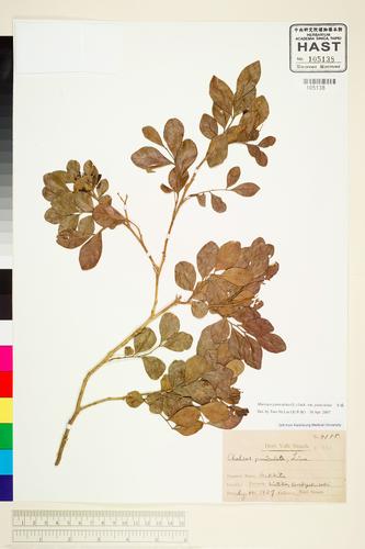 Murraya paniculata (L.) Jack. var. paniculata
