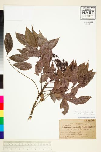 Murraya euchrestifolia Hayata