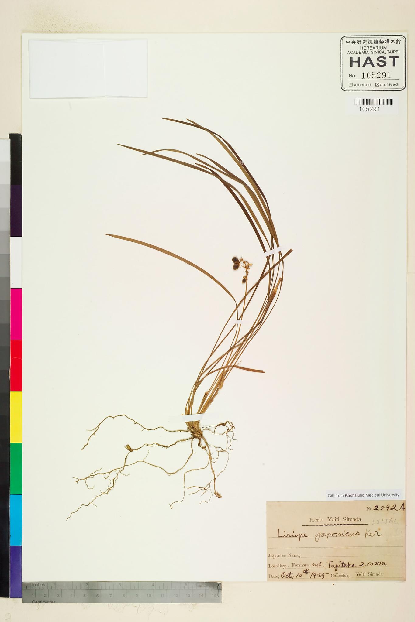 Sample image for viewer