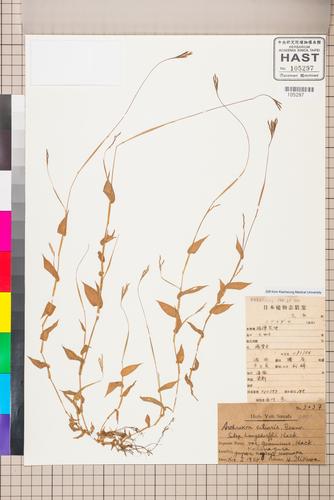 Arthraxon ciliaris P. Beauv. subsp. langsdorffii (Trin.) Hack.