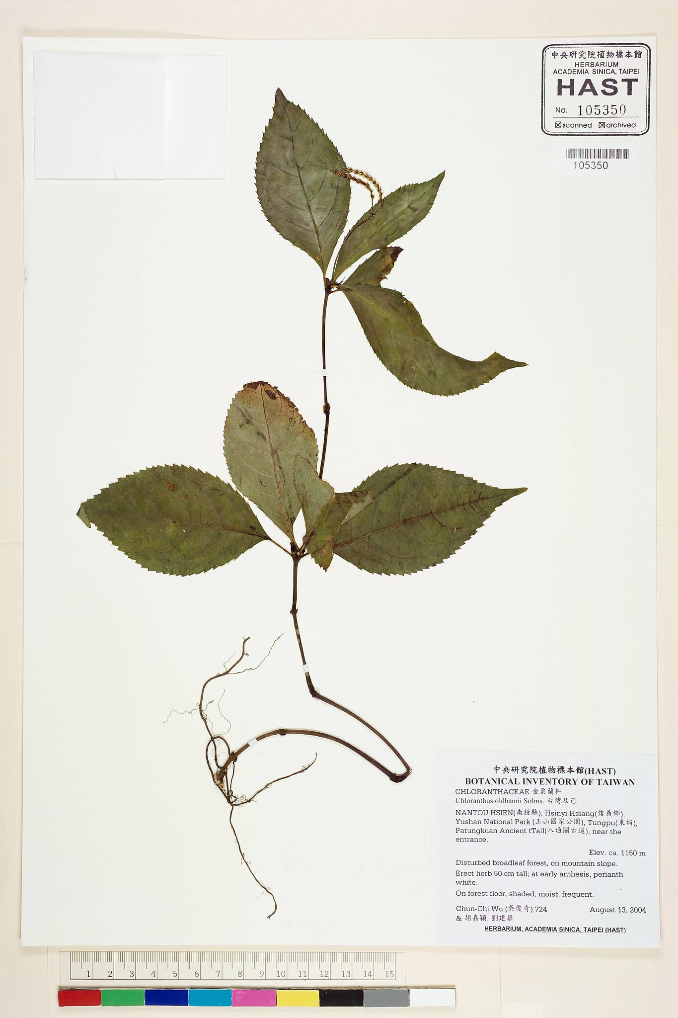 Sample image for viewer