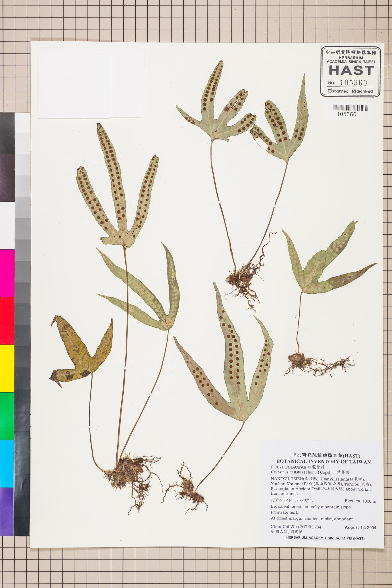 Sample image for viewer