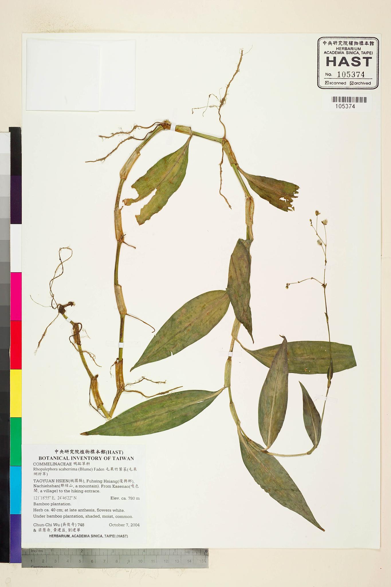 Sample image for viewer