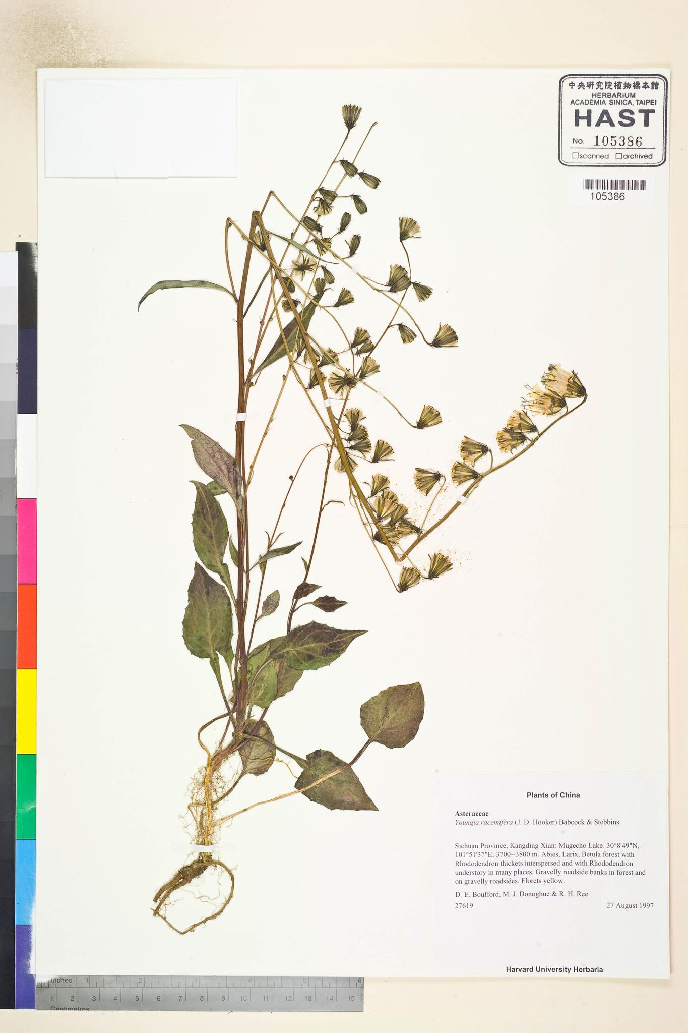 Sample image for viewer