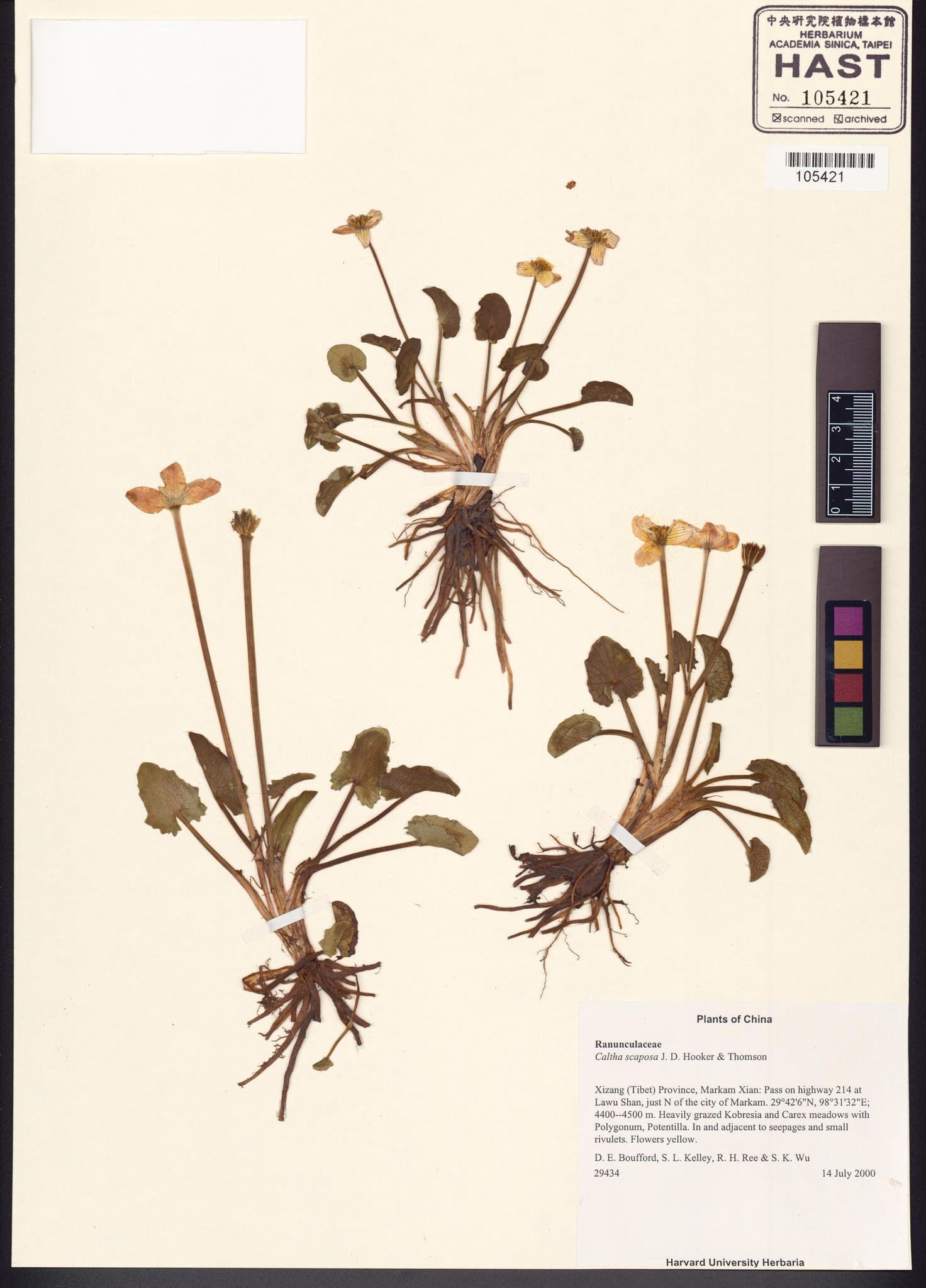 Sample image for viewer