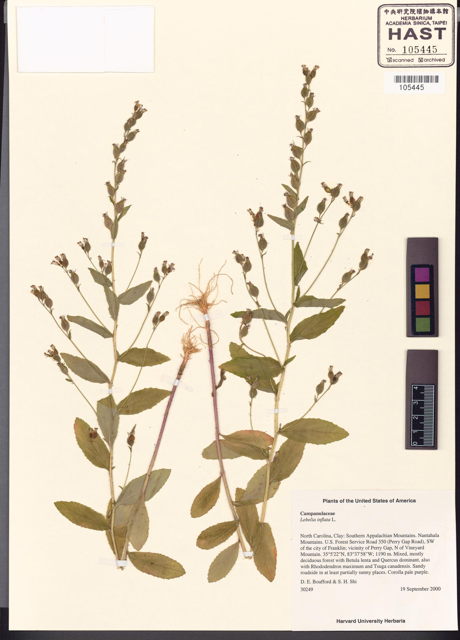 Sample image for viewer