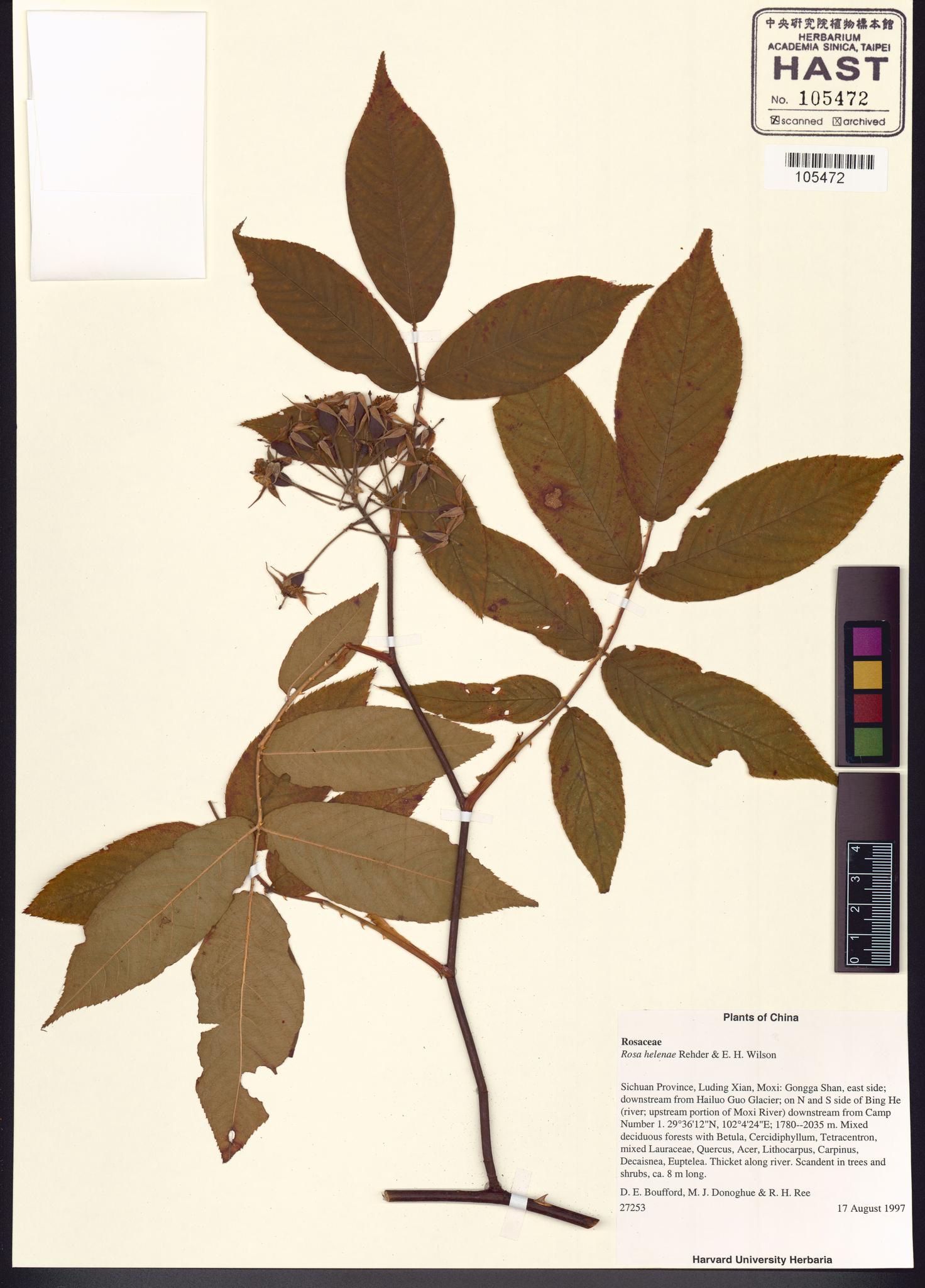 Sample image for viewer