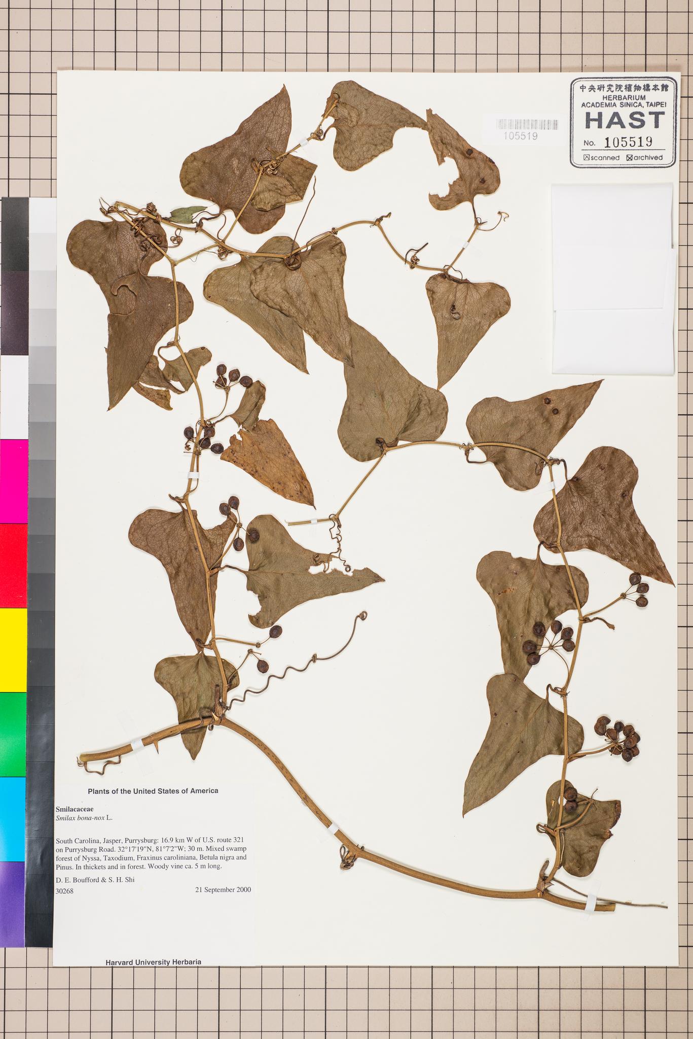 Sample image for viewer