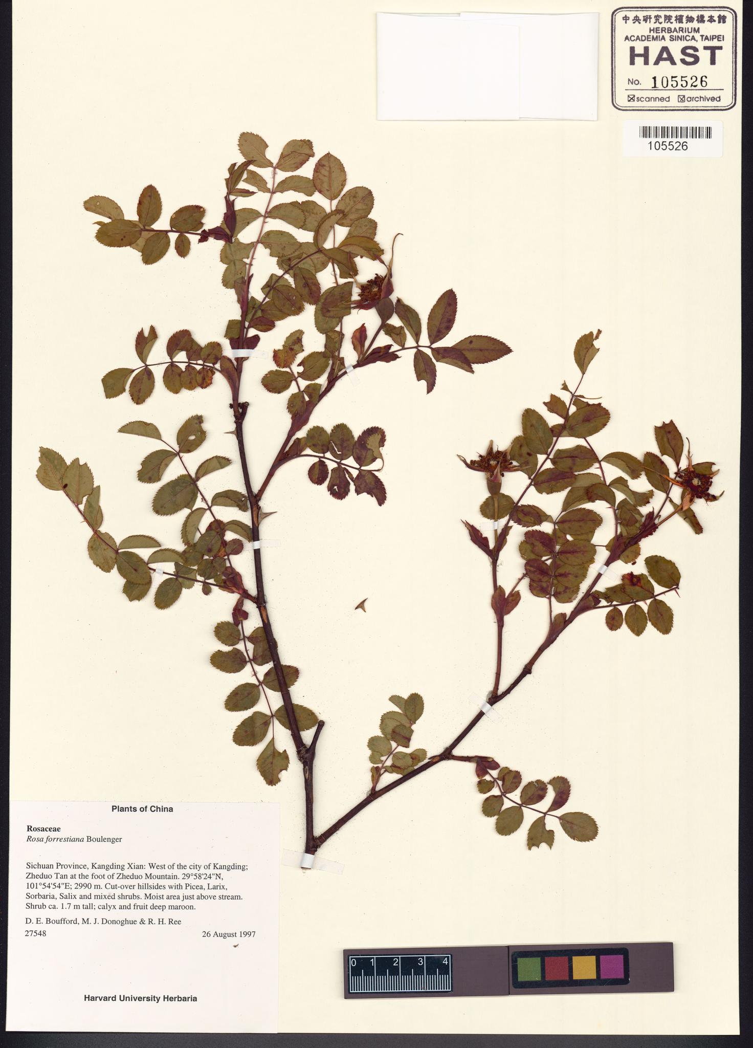 Sample image for viewer