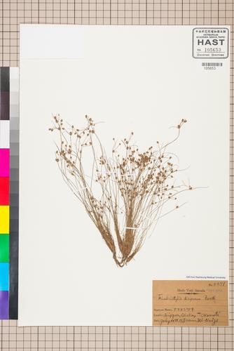 Fimbristylis dipsacea (Rottb.) Benth.