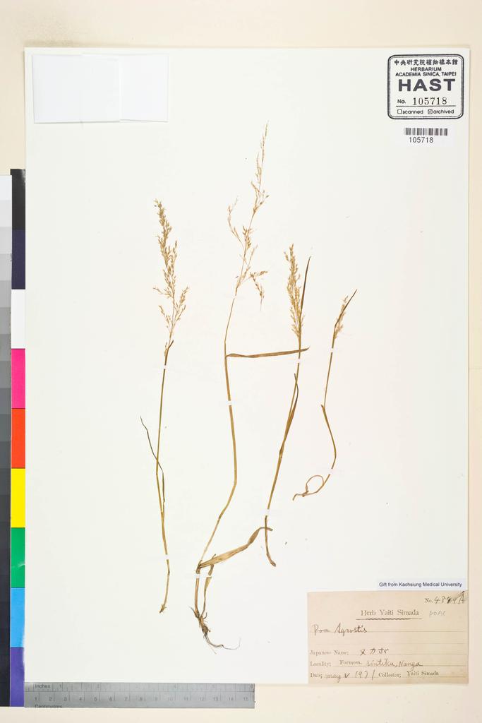 <Unit #58821 Simada, Yaiti | 島田彌市 | 4849A:: | Agrostis>
