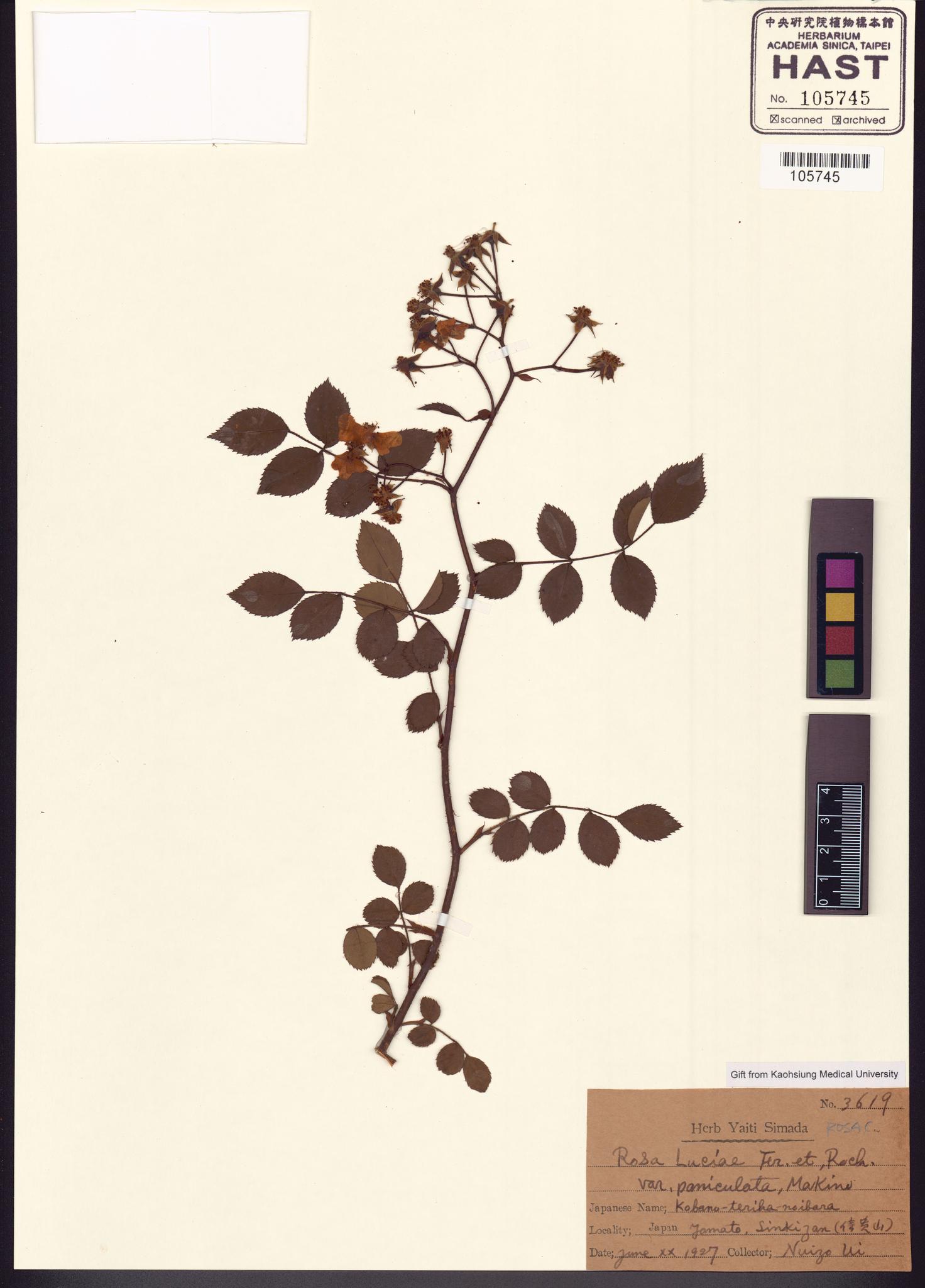 Sample image for viewer