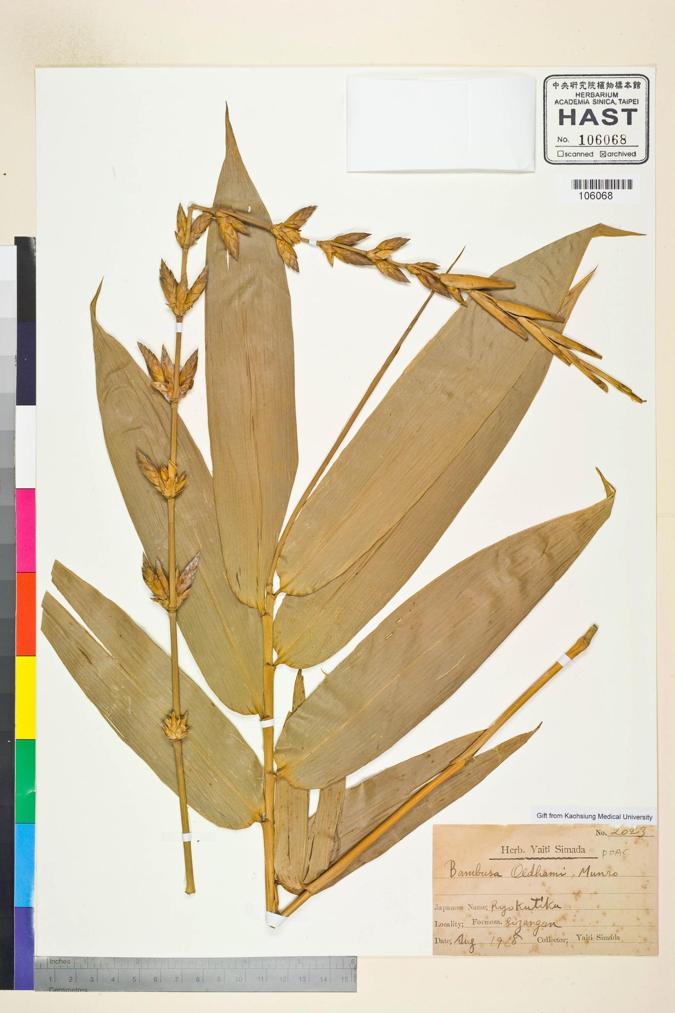 Sample image for viewer