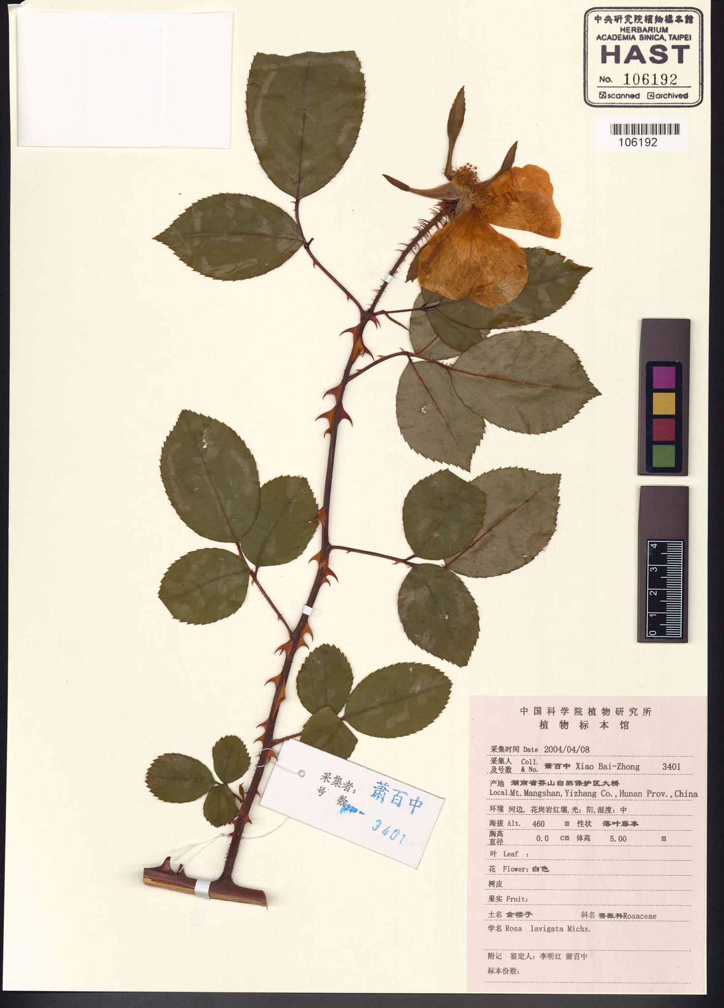 Sample image for viewer