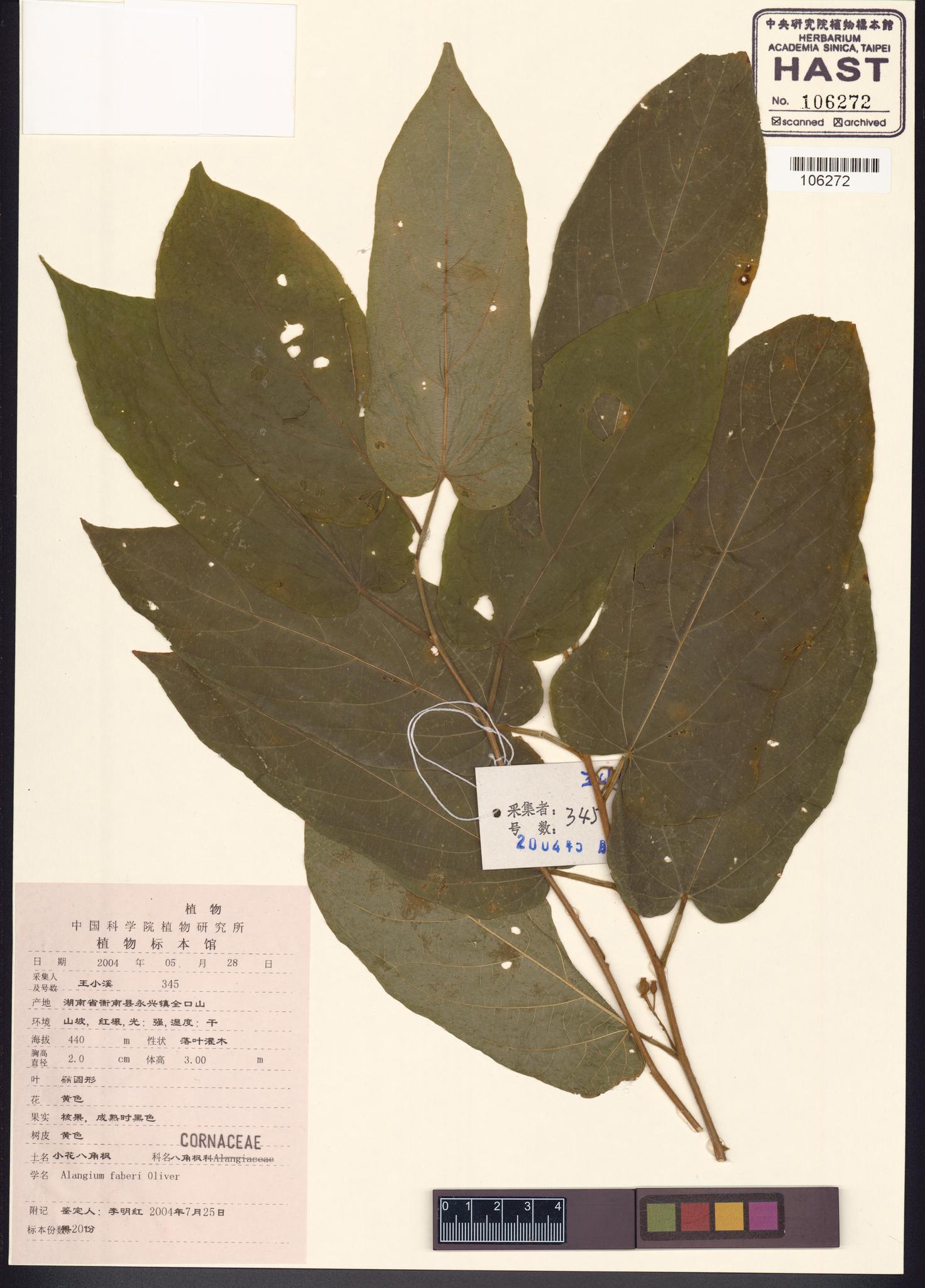 Sample image for viewer