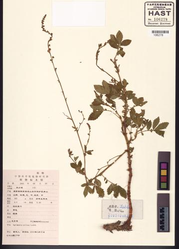 Agrimonia pilosa Ledeb.