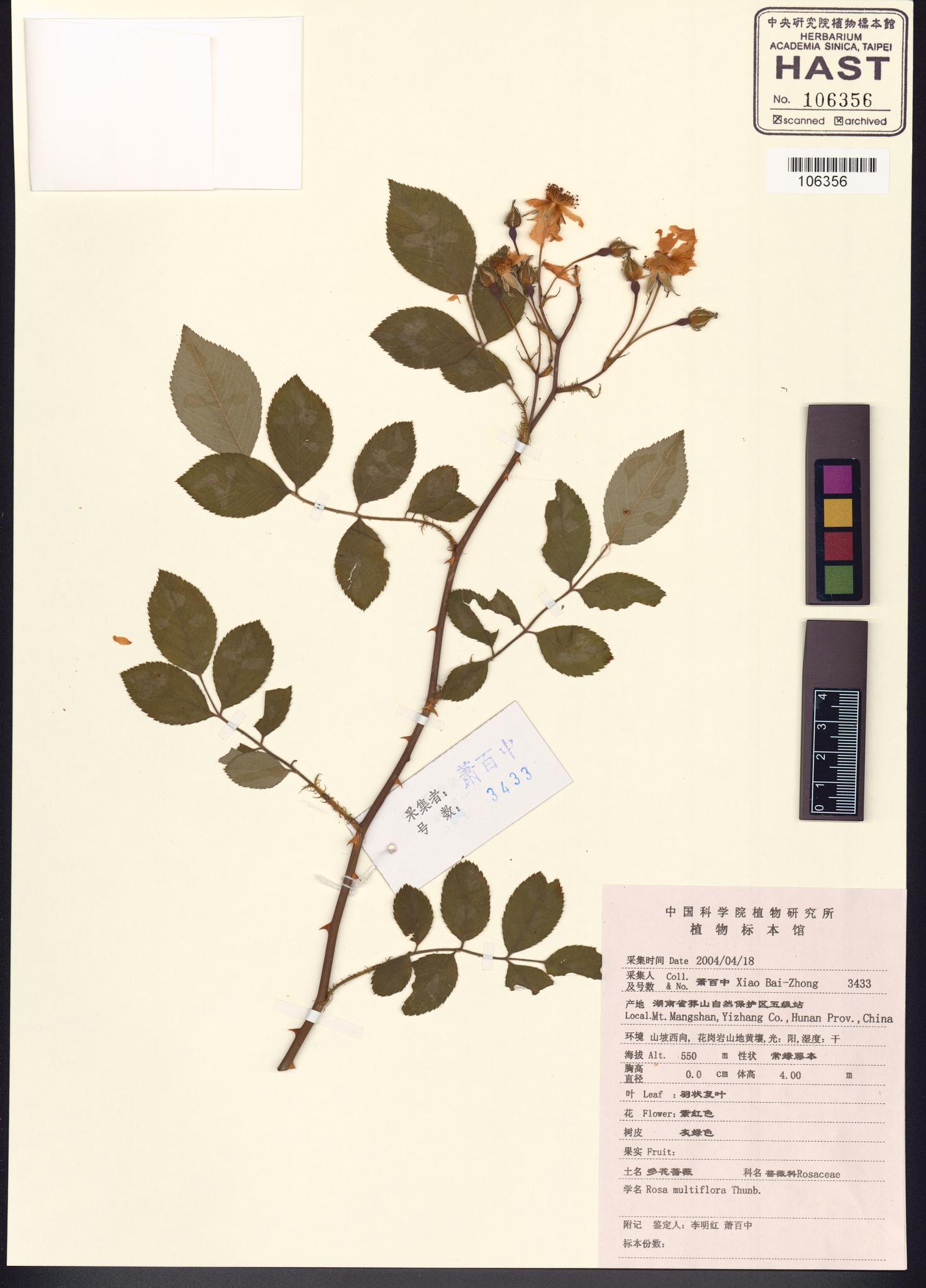 Sample image for viewer