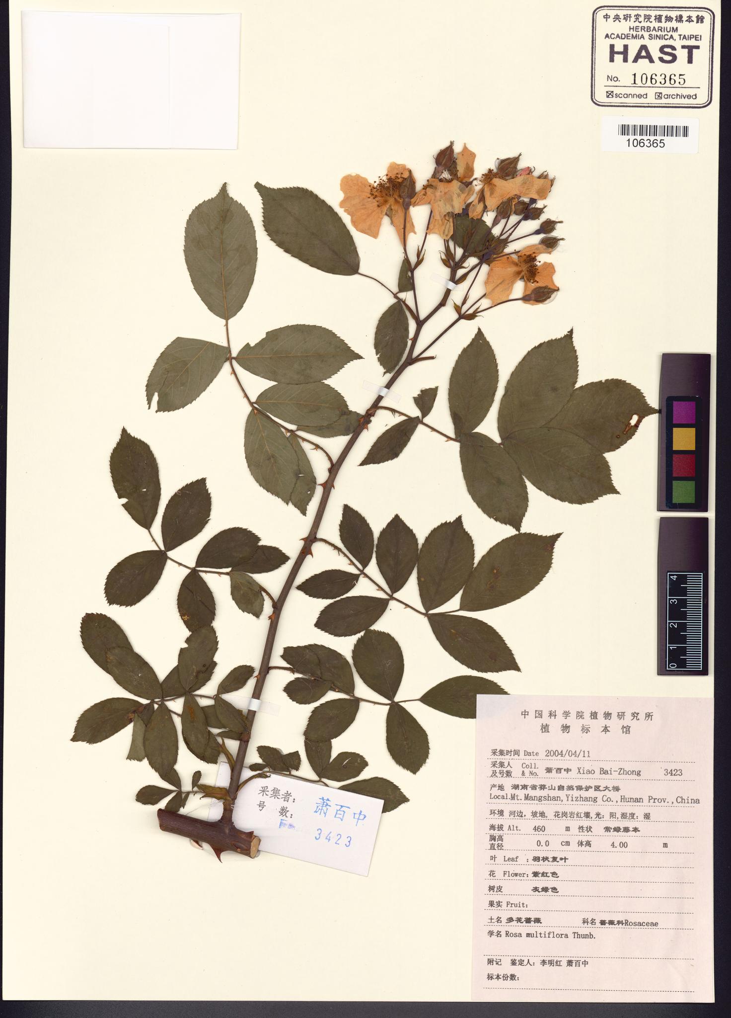 Sample image for viewer