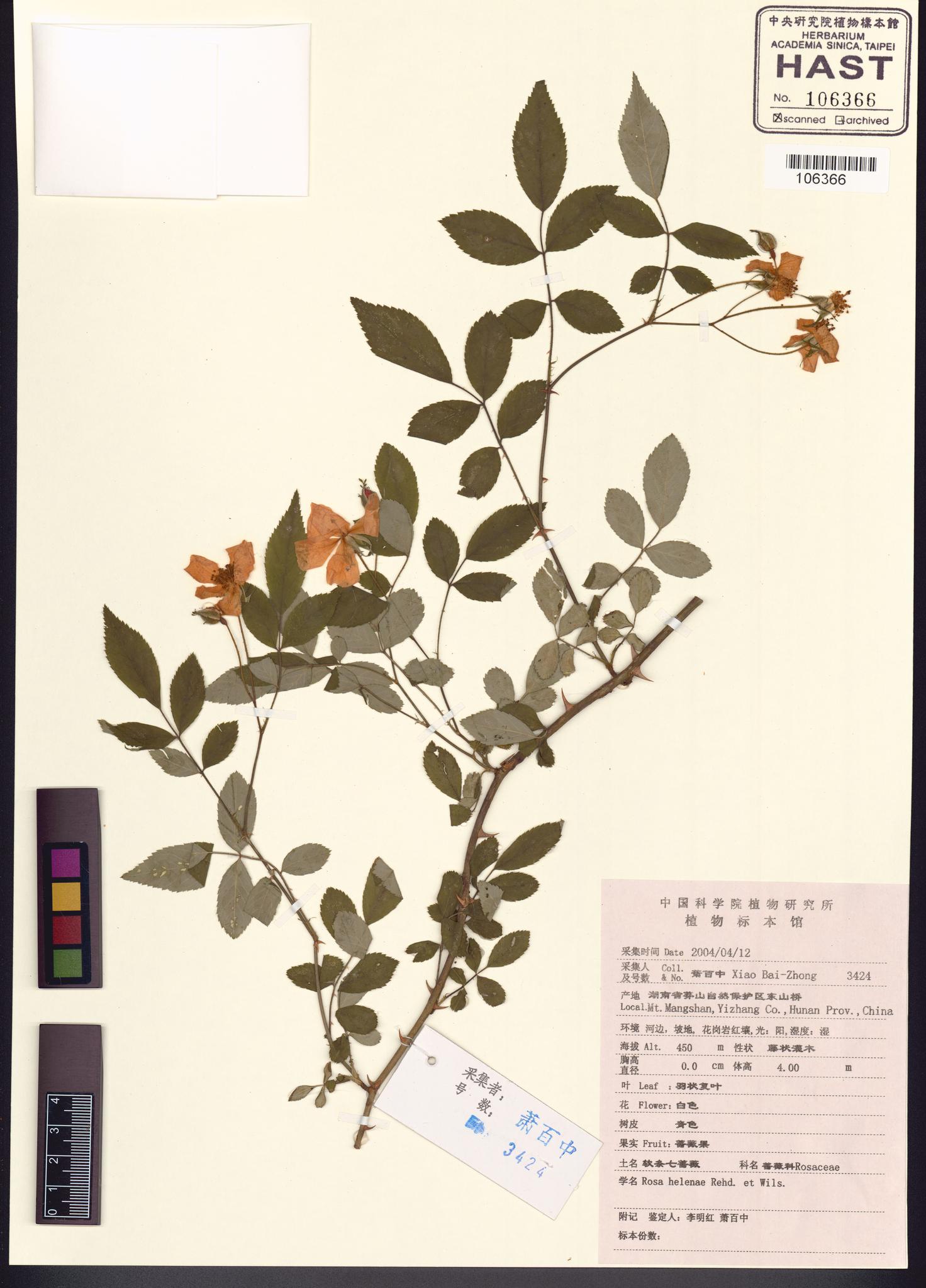 Sample image for viewer