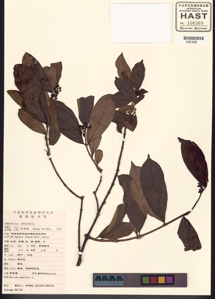 <Unit #116470  | 1161:: | Morinda umbellata L.>