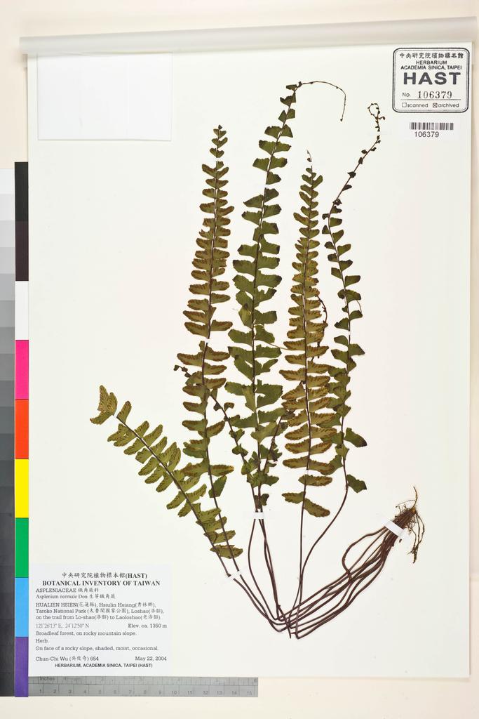 <Unit #54466 Wu, Chun-Chi | 吳俊奇 | 654:: | Asplenium normale D. Don>