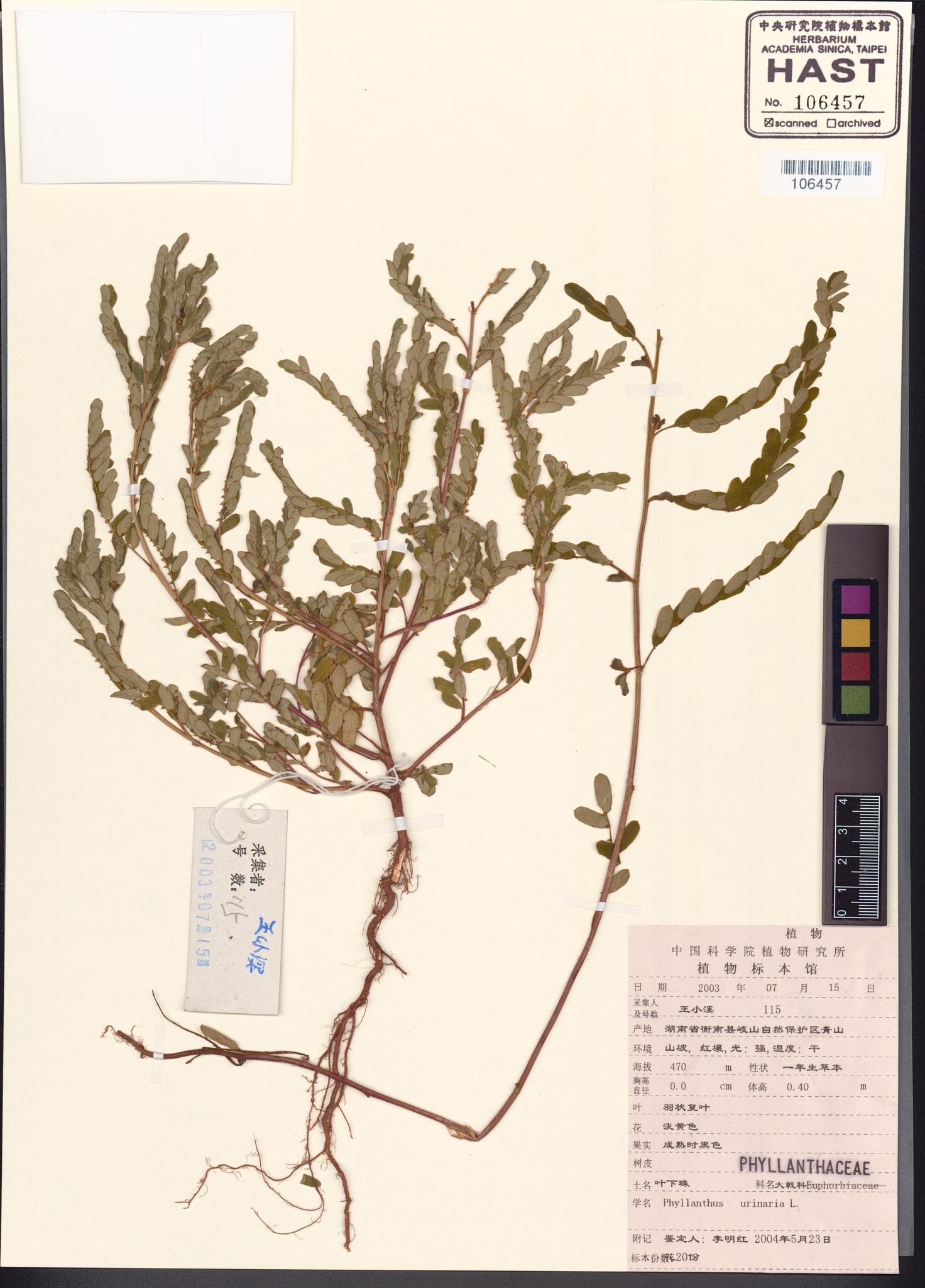 Sample image for viewer