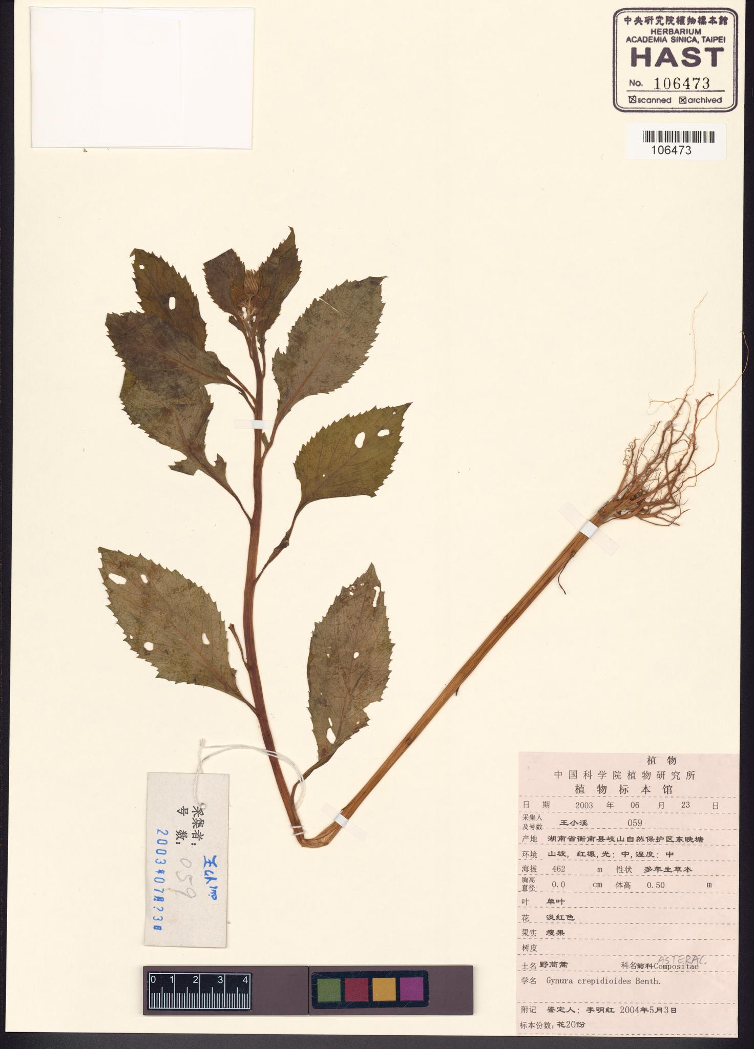 Sample image for viewer