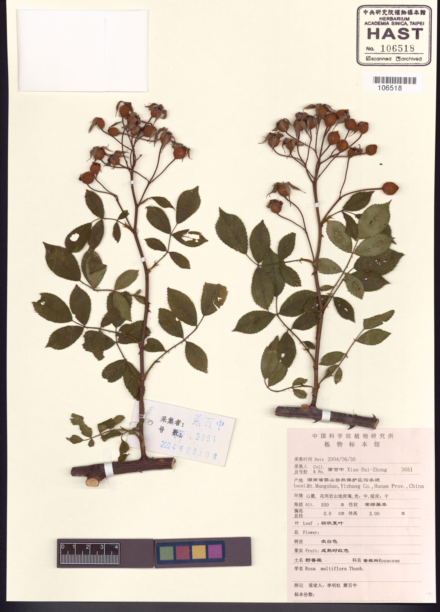 Sample image for viewer