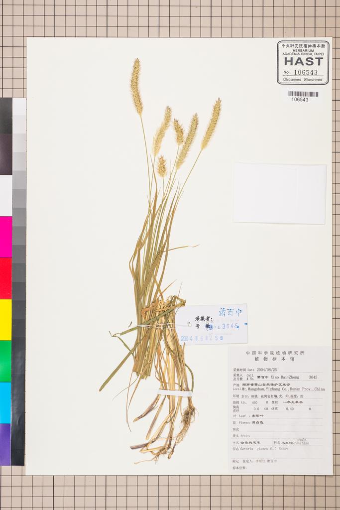 <Unit #114933 Xiao, Bai-Zhong | 蕭百中 | 3645:: | Setaria glauca (L.) P. Beauv.>