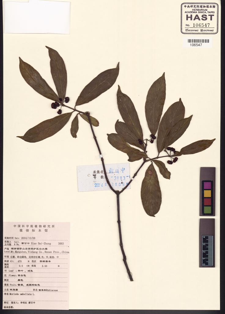 <Unit #116469 Xiao, Bai-Zhong | 蕭百中 | 3883:: | Morinda umbellata L.>