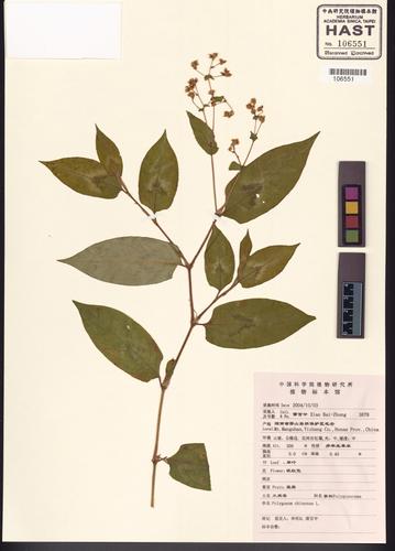 Polygonum chinense L.