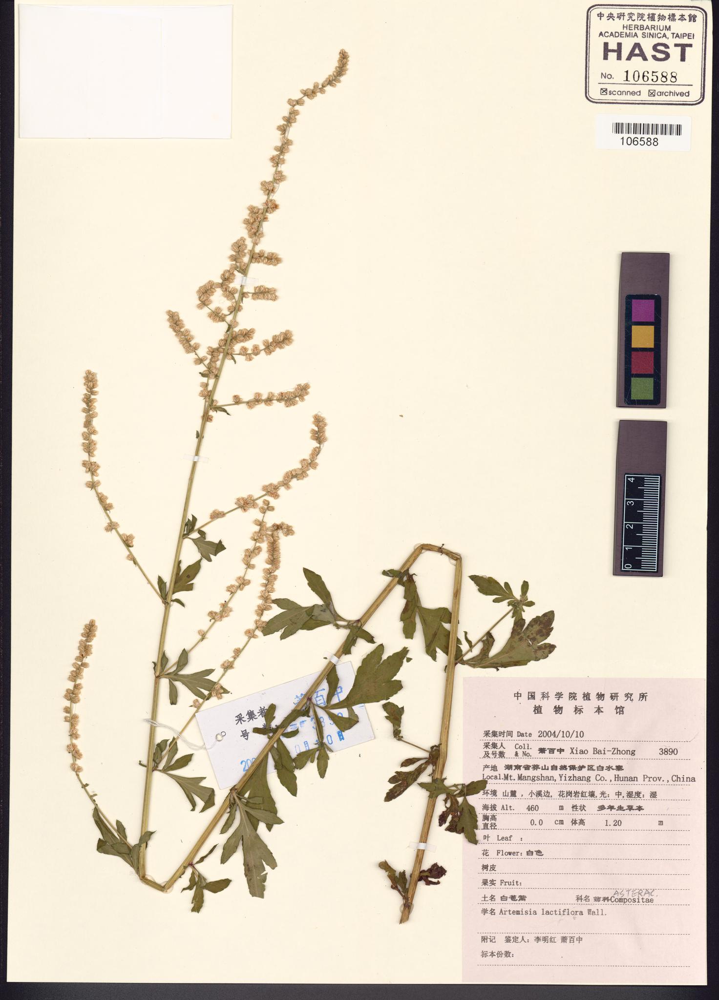 Sample image for viewer